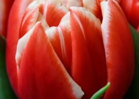 Tulipa Concorde ® (3)